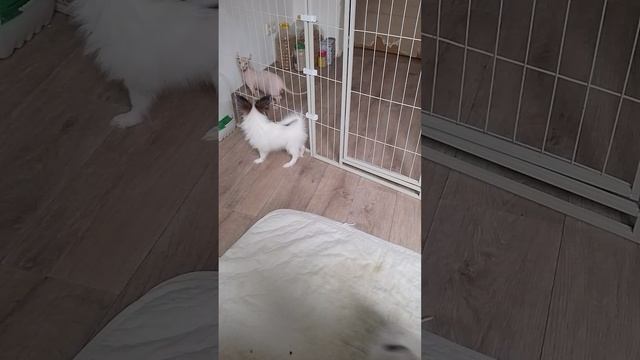 щенки папийоны
