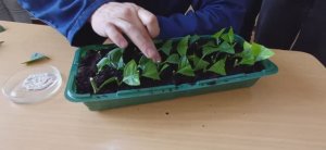 Черенкование лимонов, зеленое черенкование в микробоксах, лабораторное занятие по плодоводству