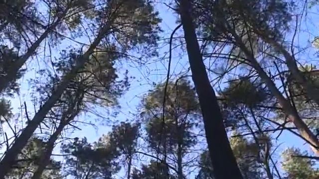 Лес,тишина. смотреть онлайн