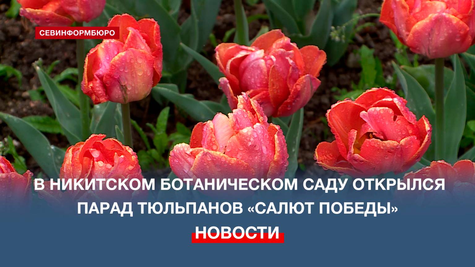 В Никитском ботаническом саду открылся парад тюльпанов «Салют Победы»