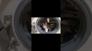 подборка замечательных котиков