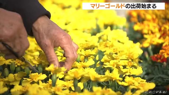 色鮮やかな黄色やオレンジ…マリーゴールド２万鉢の出荷はじまる смотреть онлайн