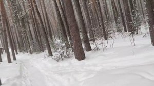 Февральская прогулка по парку