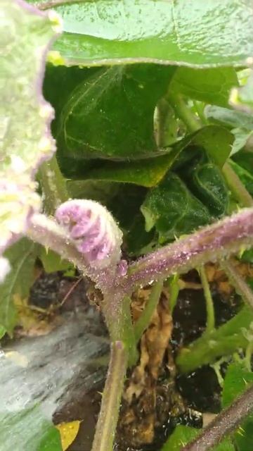 Naranjilla Appreciation/ Bath & Deep Watering Session смотреть онлайн