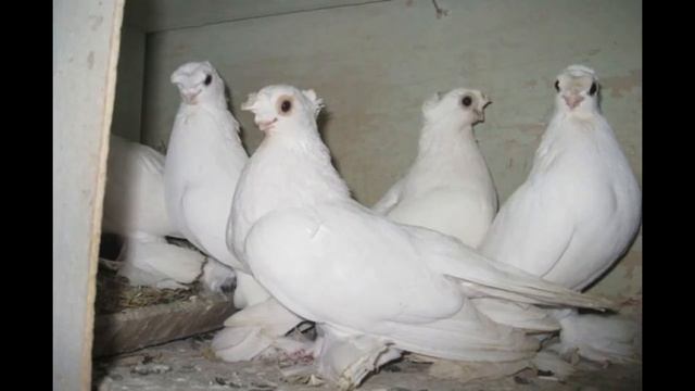 породистые голуби смотреть онлайн