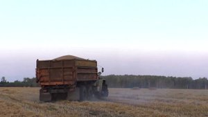 Два трактора ЮМЗ и МТЗ заведут ли гружёный зерно Урал в поле