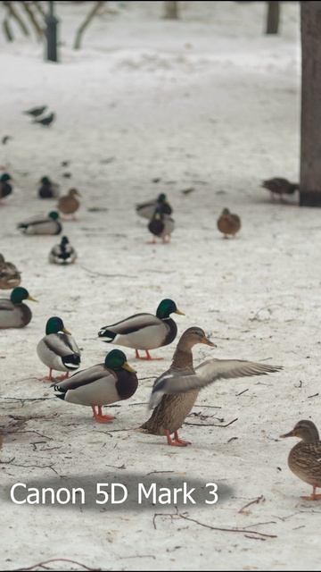 МС Калейнар-5Н 2.8/100 смотреть онлайн