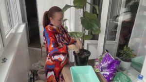 ДАЮ ЕМУ ЕЩЁ ОДИН ШАНС / ЦВЕТОЧНЫЙ ВЛОГ/ ПЕРЕСАДКА ФИКУСА ЛИРАТА 🪴 Кашпо из гипса