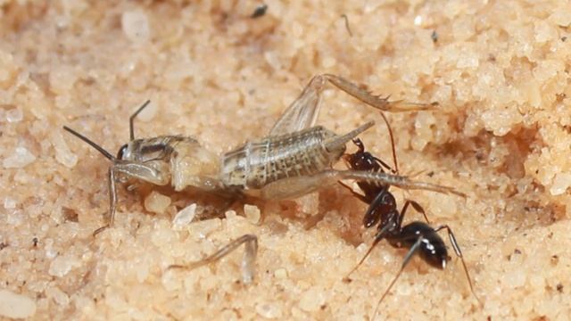Odontomachus brunneus смотреть онлайн