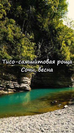 Тисо-самшитовая роща, Сочи. Весна