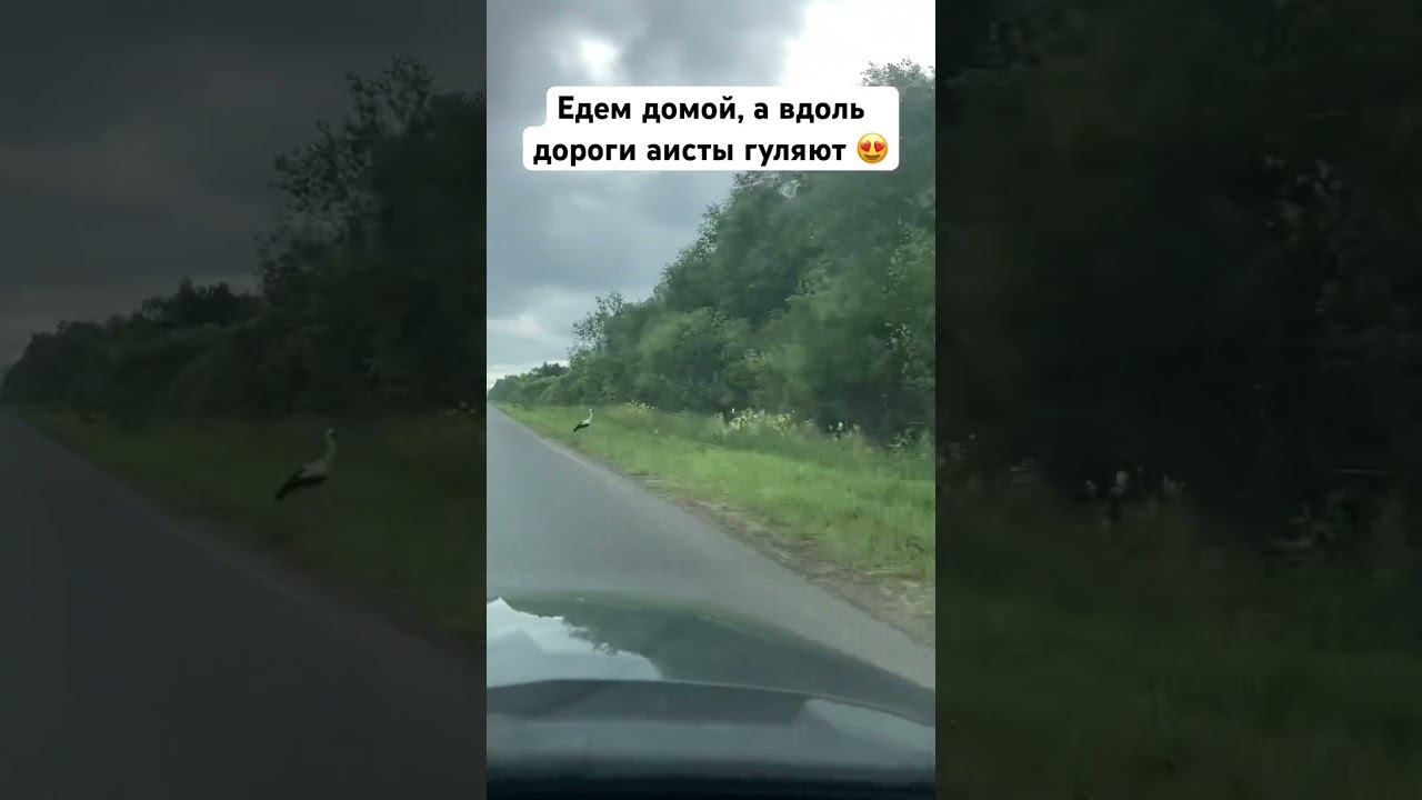 Псков и аисты) #music #7отличий #live #аист, #дорога #road #домой #rockband #музыканты