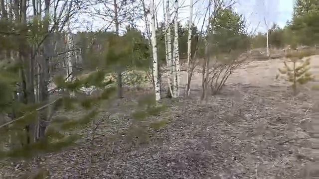 Прогулка с собаками по лесу oxota.prof