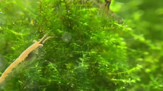 Аквариум  солянка