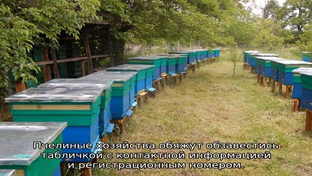 Промышленное пчеловодство — технология