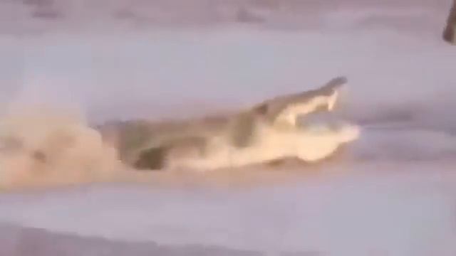 أقوى 5 مشاهد تحبس الأنفاس التمساح ضد البشر !! #1