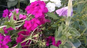 ЛЕТО - ОСЕНЬ