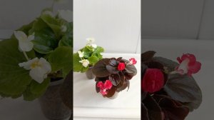 Планирую миксы из вечноцветущей бегонии