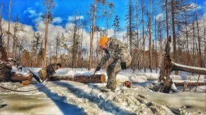 ПО ТАЙГЕ как ПО АСФАЛЬТУ. СНЕЖНЫЙ НАСТ. ИЗБА В ЛЕСУ. СБОР ВАЛЕЖНИКА НА КАРАКАТЕ.