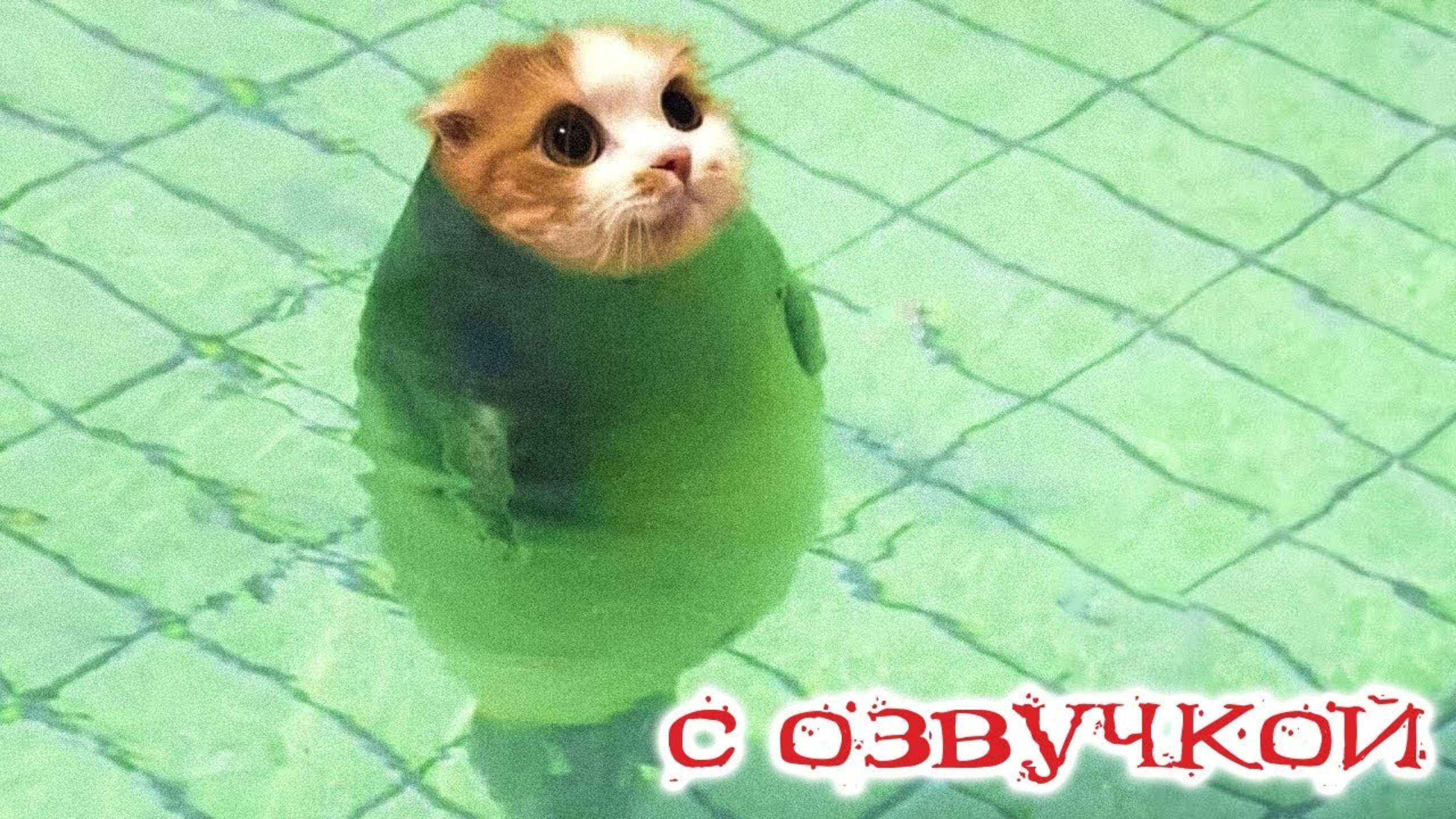 ПРИКОЛЫ С КОТАМИ! САМАЯ смешная ОЗВУЧКА животных! до СЛЁЗ!