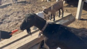 Поход на ферму