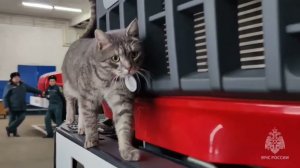 Пожарный кот Мишка