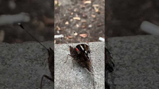 Пьющий муравей, гордая бабочка, а собака лает 🦋 A drinking ant, a proud butterfly, and a barking do смотреть онлайн