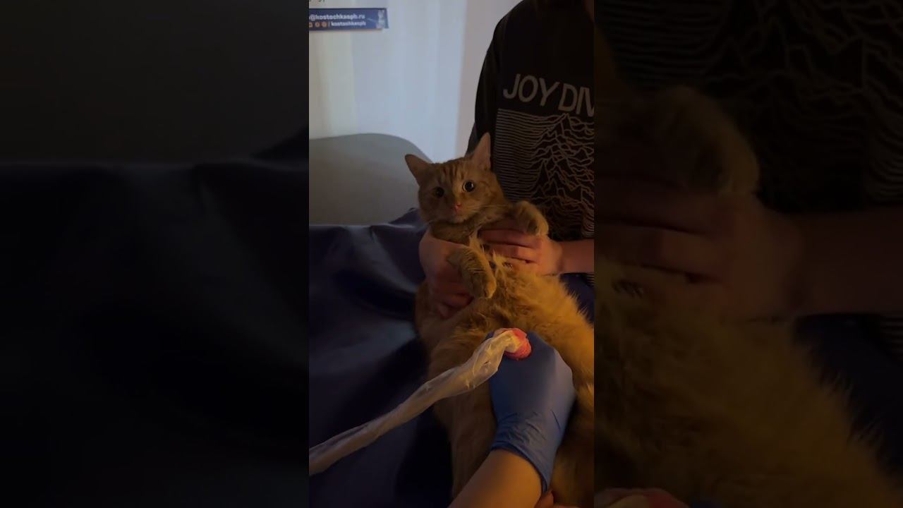 Ветеринарная клиника "Косточка"  #ветеринар #ветклиникакосточка смотреть онлайн