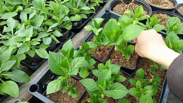 Метельчатые гортензии, хризантемы корейские предлагаю к продаже.