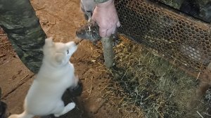 Залили часть вольера. Гроза кормлению НУТРИЙ не помеха. 06.04.25