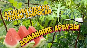 Зная этот способ, не составит труда вырастить дома крупный и сочный арбуз.