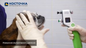 Как работает ветеринар-офтальмолог. Измерение внутриглазного давления у кошек и собак.