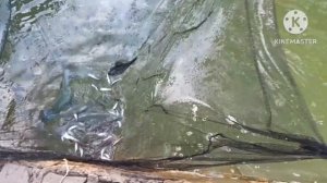 Виды осетровых, гибриды Ленка и Рукалу отличия