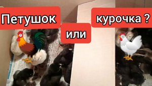 Определить пол цыплёнка  петушок или курочка #цыплята #определить #петушок #курочка #chikens