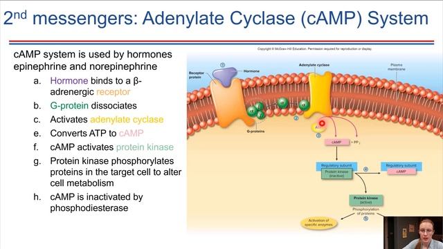 Mechanisms of Hormone Action