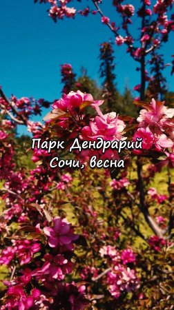 Парк Дендрарий, Сочи. Весна