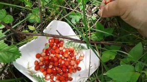 Собираю землянику Не соблюдаю меры безопасности #сборягод #земляника  #куры #strawberry #berries