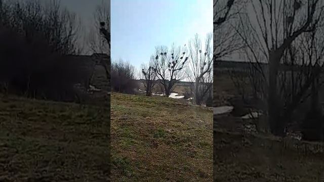 весна пришла