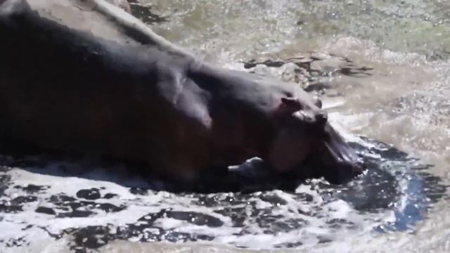 Когда Животные Связались Не с Тем Противником смотреть онлайн