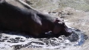 Когда Животные Связались Не с Тем Противником