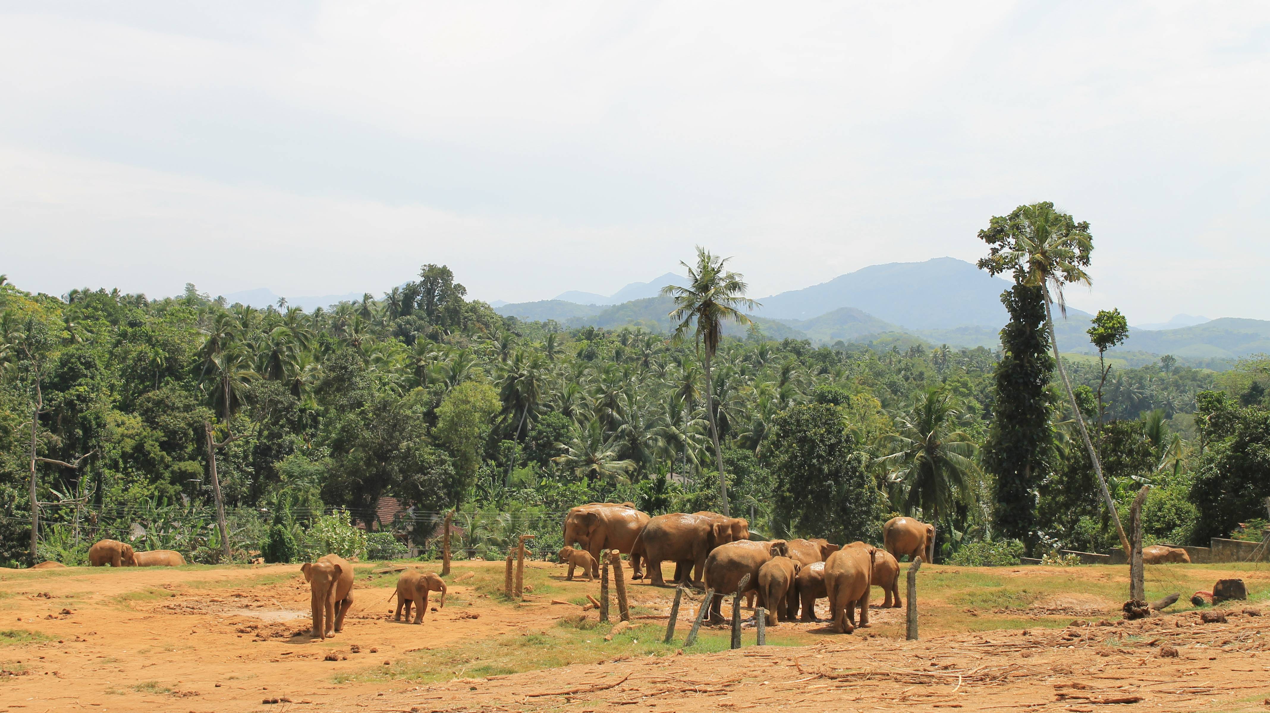 Шри-Ланка. Часть#4. Слоновий питомник Пиннавелла. Купание слонов.