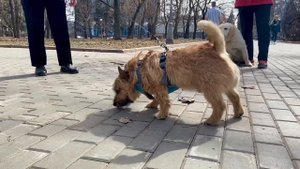 Норвич-терьер (англ. norwich terrier)