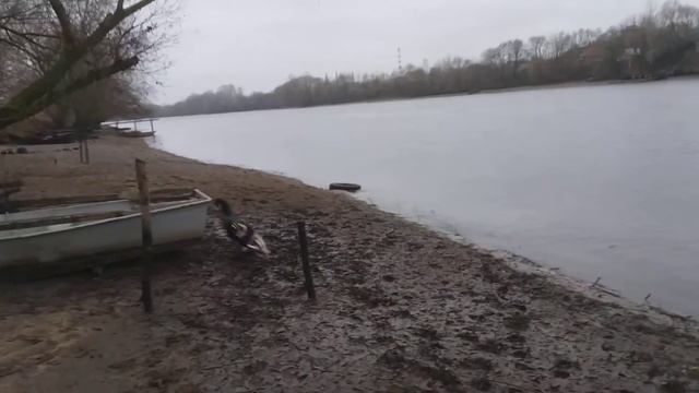 Собака в холодной воде смотреть онлайн