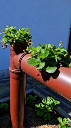 Грядка для клубники🍓 #shorts #garden #советы
