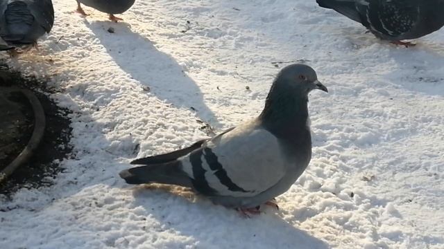 Ворона Малая и яичное лакомство \ Female crow Smalls and her favorite treat смотреть онлайн