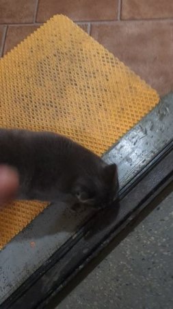 Знакомьтесь – это мой друг!