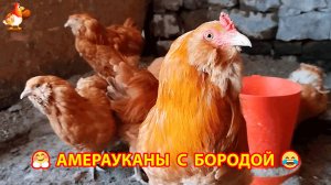 Амерауканы рыжие куры с бородой дают голубые яйца ❣️🤗😂