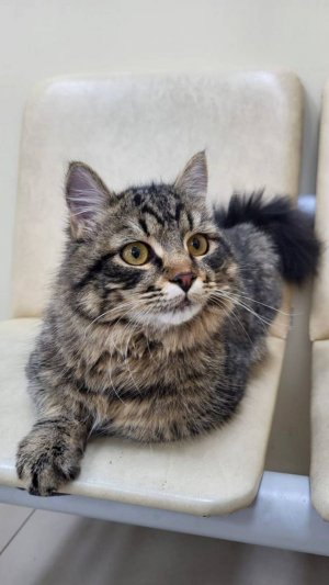 Спасение котёнка Барсика. Ищем для него семью.