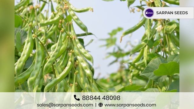 Best Quality Seeds | Sarpan Dolichos 42 | सर्पन वाल घेवडा -42 смотреть онлайн