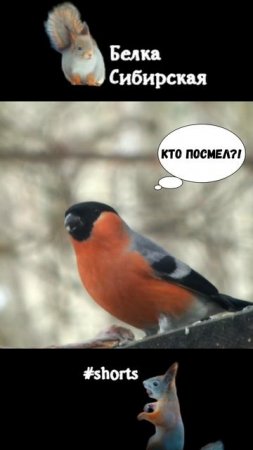 Гаичка тоже умеет конфликтовать