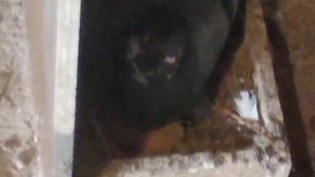 Голубята(второй выводок) смотреть онлайн